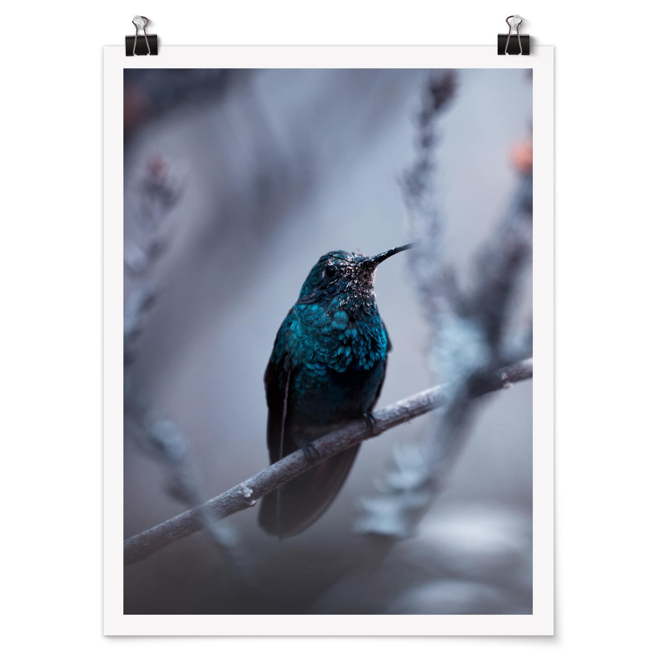 Kolibri im Winter Poster im Hochformat 3:4 kaufen