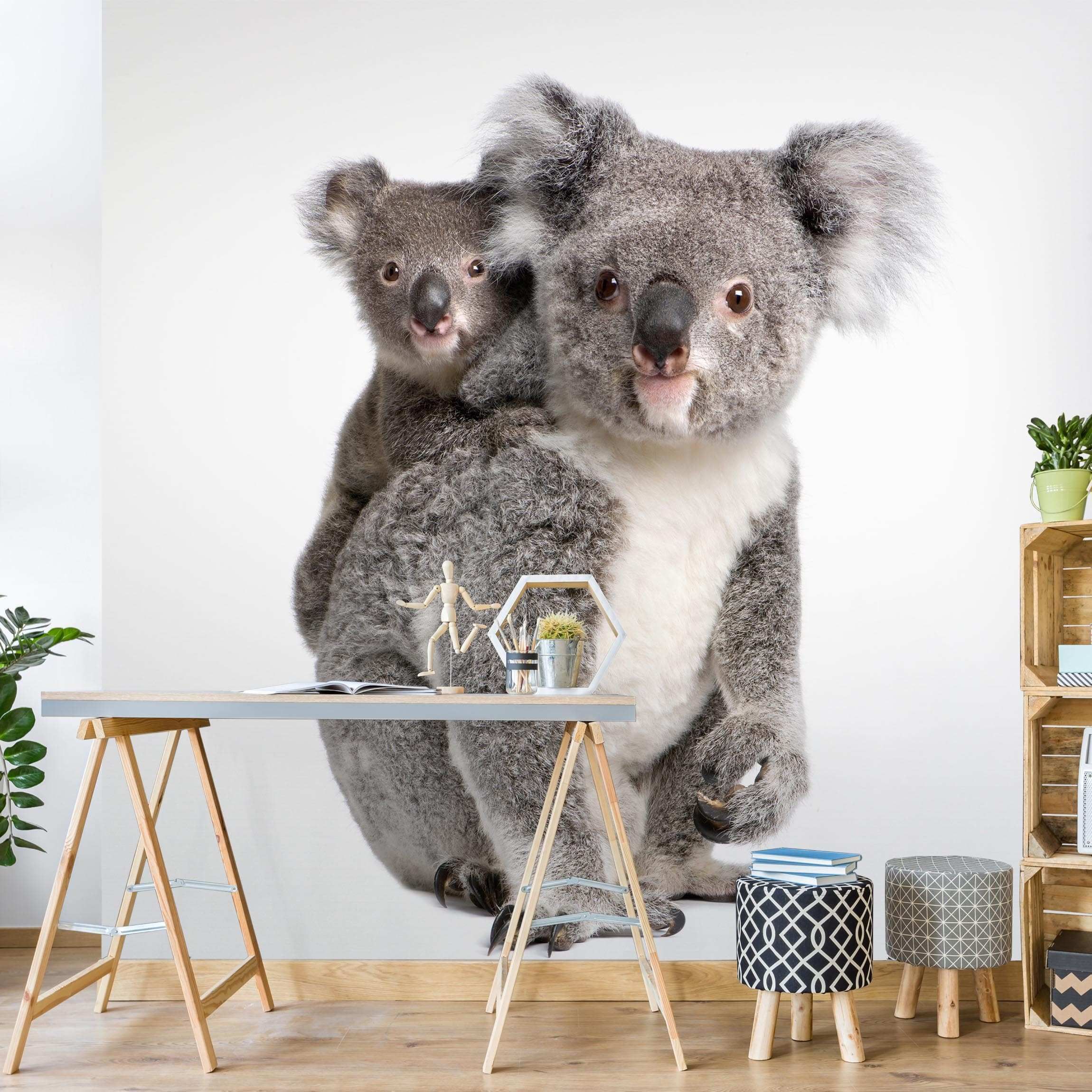 Koalabären Fototapete kaufen
