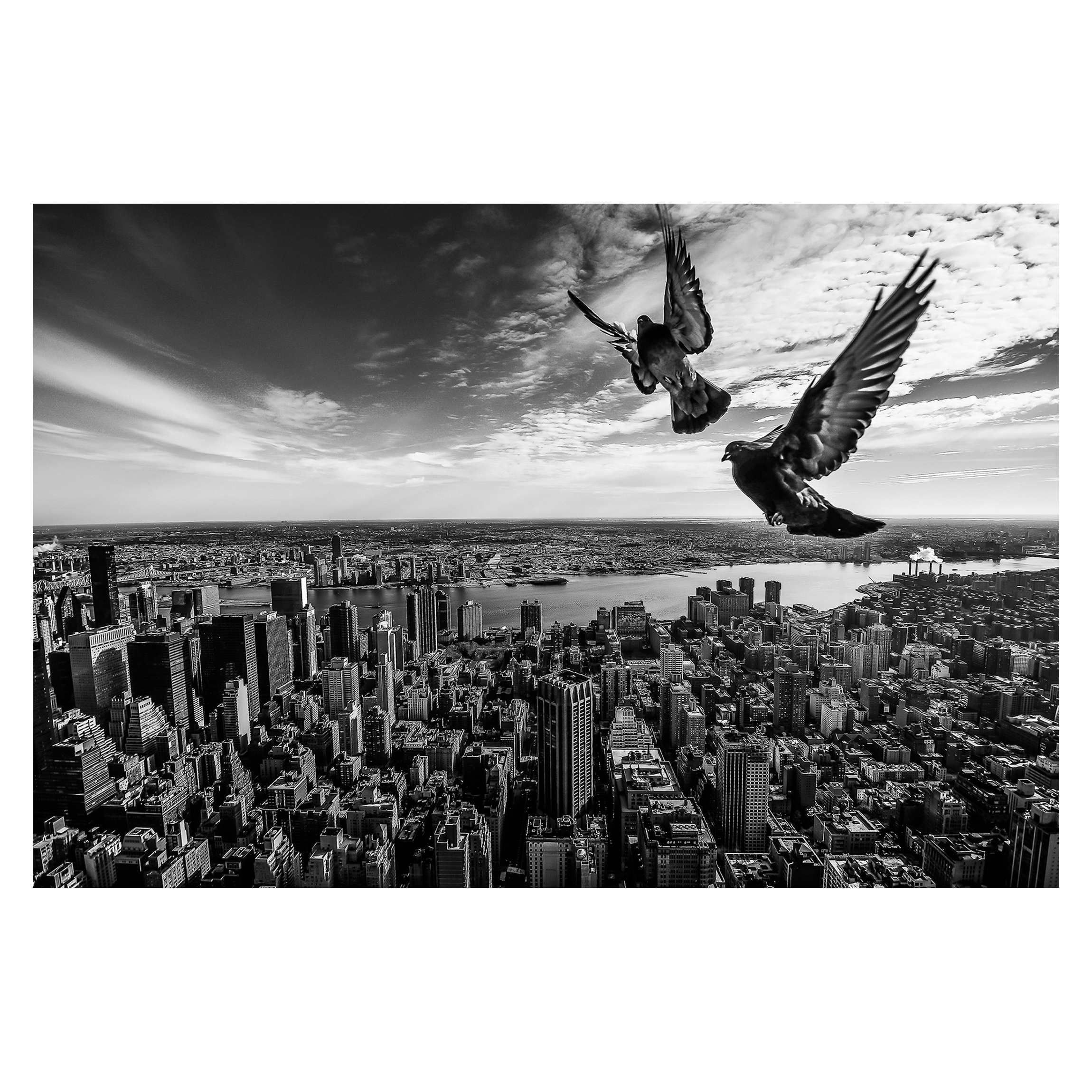 Tauben auf dem Empire State Building Fototapete kaufen