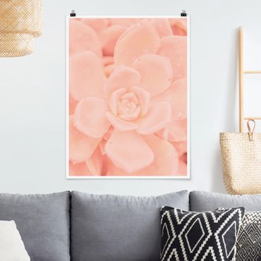 Poster - Rosa Blütenzauber Echeveria - Hochformat 3:4