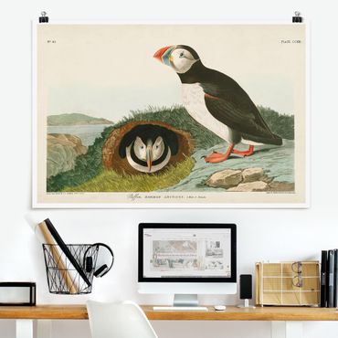 Poster - Vintage Lehrtafel Papageientaucher - Querformat 2:3