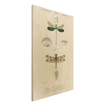 Holzbild - Vintage Lehrtafel Libellen - Hochformat 3:2