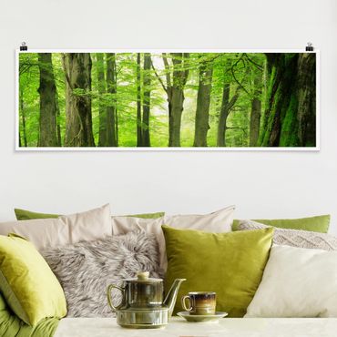 Poster - Mighty Beech Trees - Panorama Querformat