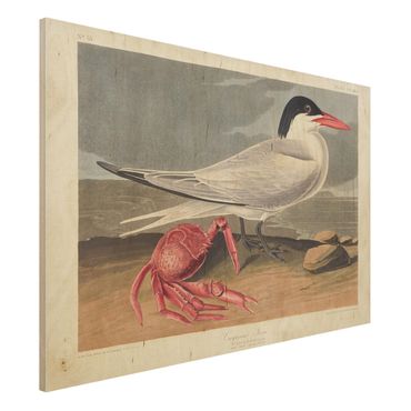 Holzbild - Vintage Lehrtafel Brandseeschwalbe - Querformat 2:3