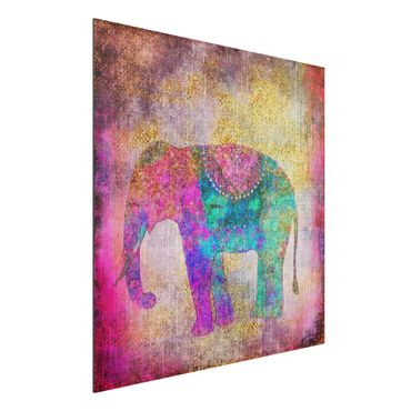 Aluminium Print gebürstet - Bunte Collage - Indischer Elefant - Quadrat 1:1