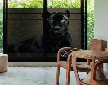 Fensterfolie - Sichtschutz Fenster Black Puma - Fensterbilder