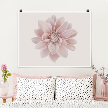 Poster - Dahlie Blume Pastell Weiß Rosa - Querformat 3:4