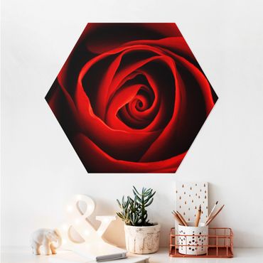 Hexagon Bild Alu-Dibond - Liebliche Rose