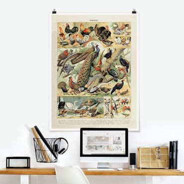 Poster - Vintage Lehrtafel Europäische Vögel - Hochformat 4:3