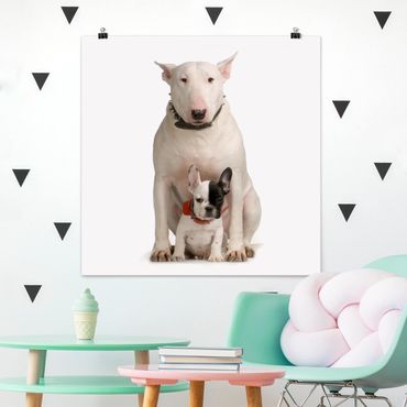 Poster - Bull Terrier and friend - Quadrat 1:1