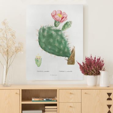 Leinwandbild - Botanik Vintage Illustration Kaktus Rosa Blüte - Hochformat 4:3