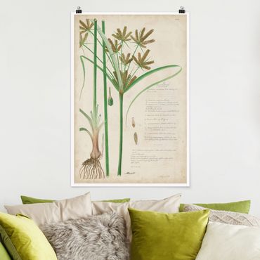 Poster - Vintage Botanik Zeichnung Gräser I - Hochformat 3:2