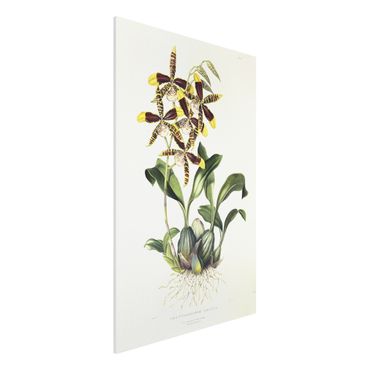 Forex Fine Art Print - Maxim Gauci - Orchidee II - Hochformat 3:2