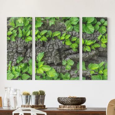 Leinwandbild 3-teilig - Efeuranken Baumrinde - Triptychon