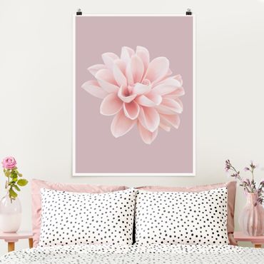 Poster - Dahlie Blume Lavendel Rosa Weiß - Hochformat 4:3