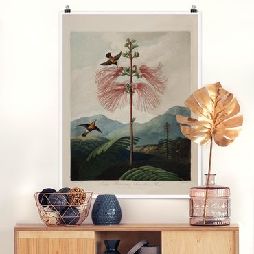 Poster - Botanik Vintage Illustration Blüte und Kolibri - Hochformat 4:3