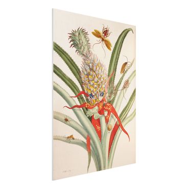Forex Fine Art Print - Anna Maria Sibylla Merian - Ananas mit Insekten - Hochformat 4:3