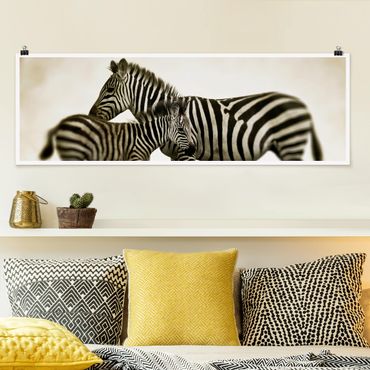 Poster - Zebrapaar - Panorama Querformat