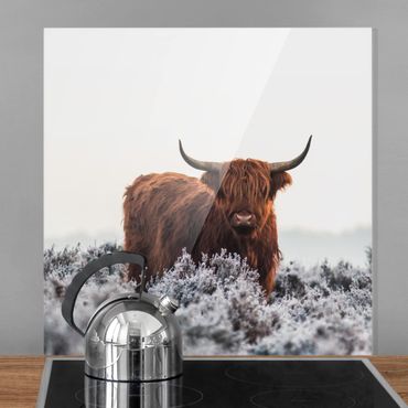 Glas Spritzschutz - Bison in den Highlands - Quadrat - 1:1