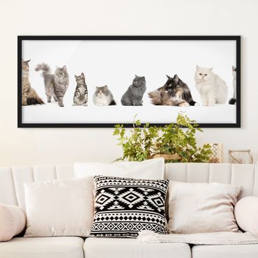 Bild mit Rahmen - Katzenbande - Panorama Querformat