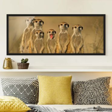 Bild mit Rahmen - Meerkat Family - Panorama Querformat