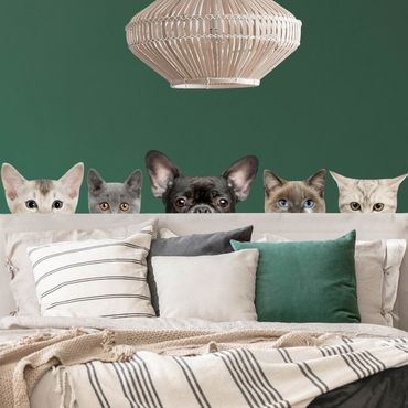 Wandtattoo - Katzen mit Hundeblick