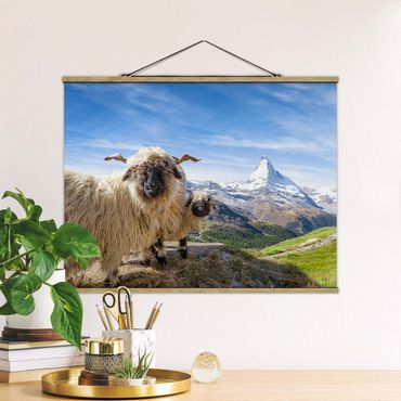 Stoffbild mit Posterleisten - Schwarznasenschafe von Zermatt - Querformat 4:3