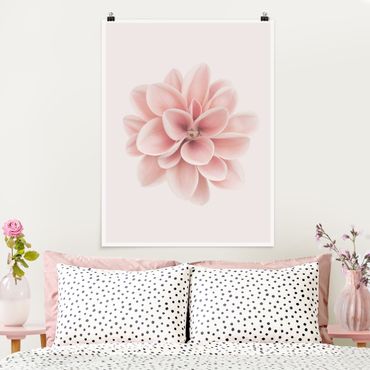 Poster - Dahlie Rosa Pastell Blume Zentriert - Hochformat 4:3
