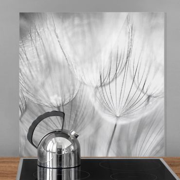 Glas Spritzschutz - Pusteblumen Makroaufnahme in schwarz weiß - Quadrat - 1:1