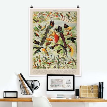 Poster - Vintage Lehrtafel Paradiesvögel - Hochformat 4:3