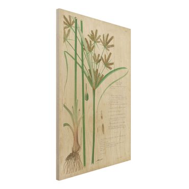 Holzbild - Vintage Botanik Zeichnung Gräser I - Hochformat 3:2
