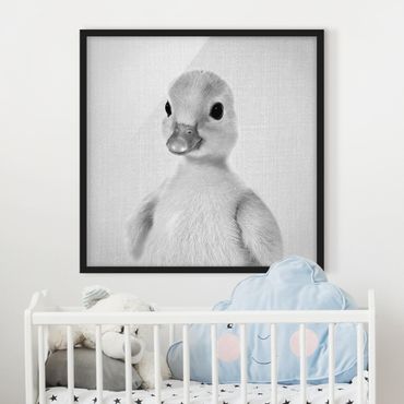 Bild mit Rahmen - Baby Ente Emma Schwarz Weiß - Quadrat - 1:1