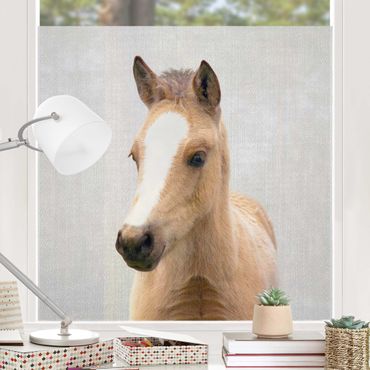 Fensterfolie - Sichtschutz - Baby Pferd Philipp - Fensterbilder