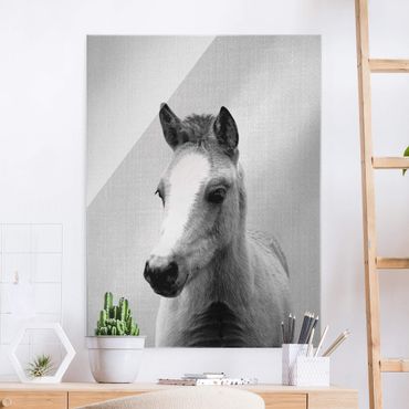 Glasbild - Baby Pferd Philipp Schwarz Weiß - Hochformat