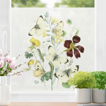 Fensterfolie - Sichtschutz - Britische Schmetterlinge II - Fensterbilder