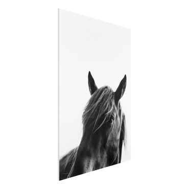 Forex Fine Art Print - Neugieriges Pferd - Hochformat 3:2