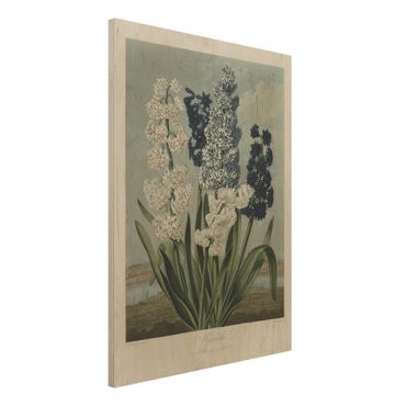 Holzbild - Botanik Vintage Illustration Blaue und weiße Hyazinthen - Hochformat 4:3
