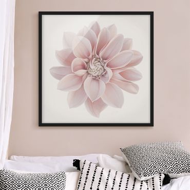 Bild mit Rahmen - Dahlie Blume Pastell Weiß Rosa - Quadrat
