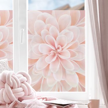 Fensterfolie - Sichtschutz - Dahlie in Pastellrosa - Fensterbilder