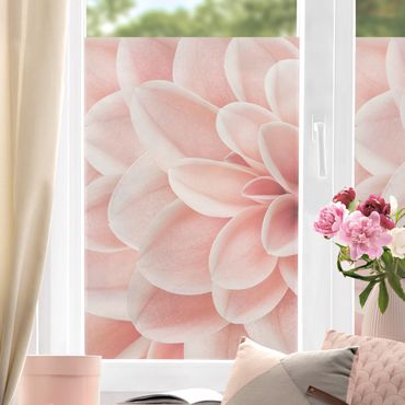 Fensterfolie - Sichtschutz - Dahlie Rosa Blütenblätter Detail - Fensterbilder