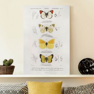 Leinwandbild - Vintage Lehrtafel Schmetterlinge II - Hochformat 3:2
