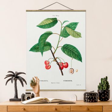 Stoffbild mit Posterleisten - Botanik Vintage Illustration Rote Kirschen - Hochformat 3:4