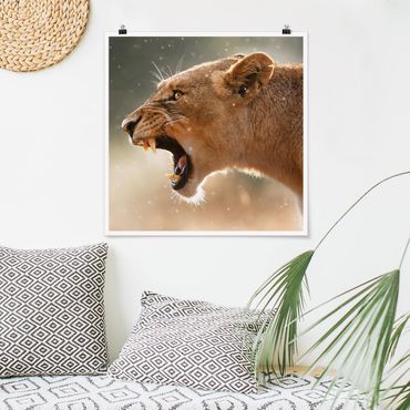 Poster - Löwin auf der Jagd - Quadrat 1:1