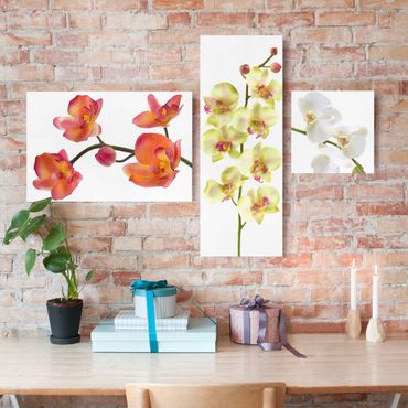 Leinwandbild 3-teilig - Orchideen Collage - Collage 2