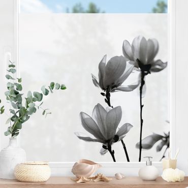 Fensterfolie - Sichtschutz - Frühlingsbote Magnolie Schwarz Weiß - Fensterbilder