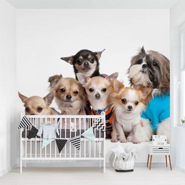 Fototapete Fünf Chihuahuas und ein Shi