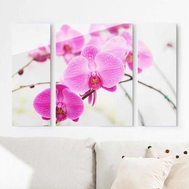 Glasbild mehrteilig - Nahaufnahme Orchidee 3-teilig