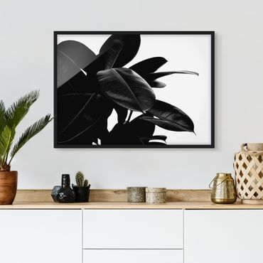Bild mit Rahmen - Gummibaum Blätter Schwarz Weiß - Querformat