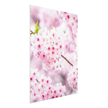 Forex Fine Art Print - Japanische Kirschblüten - Hochformat 3:4