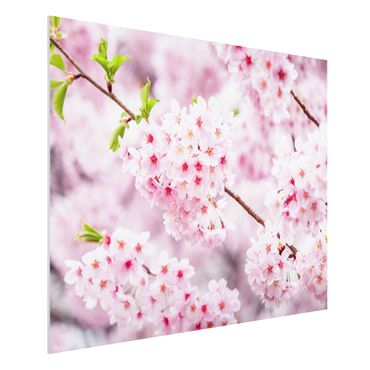 Forex Fine Art Print - Japanische Kirschblüten - Querformat 4:3